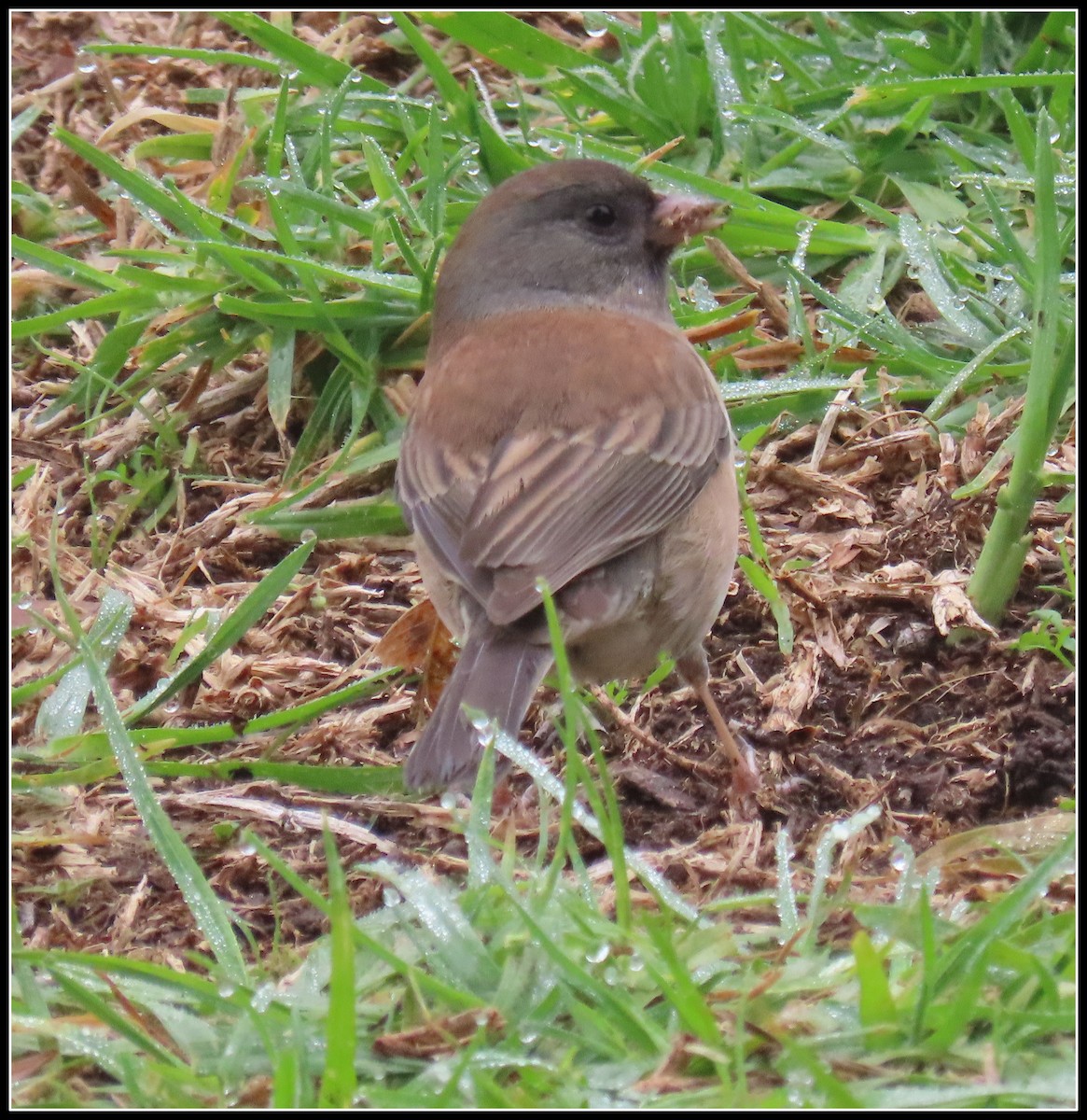 Dark-eyed Junco - ML646929249