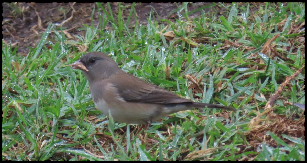 Dark-eyed Junco - ML646929250