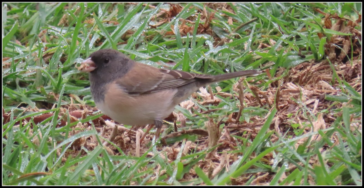 Dark-eyed Junco - ML646929251