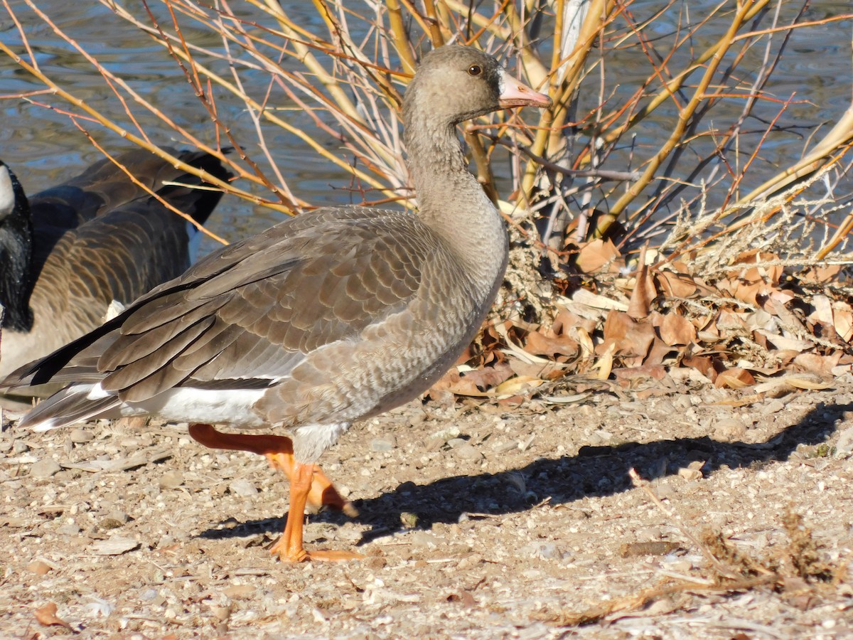 白額雁 - ML646929252