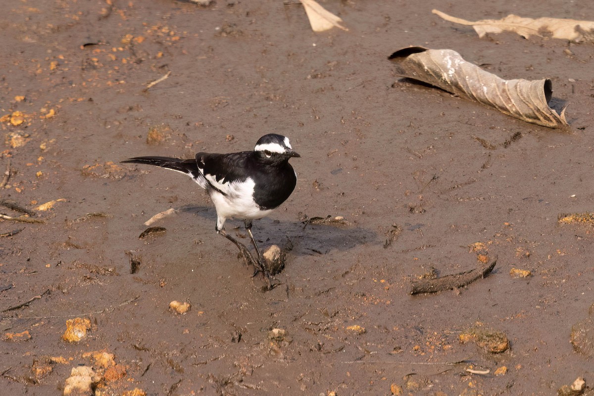 White-browed Wagtail - ML646929254