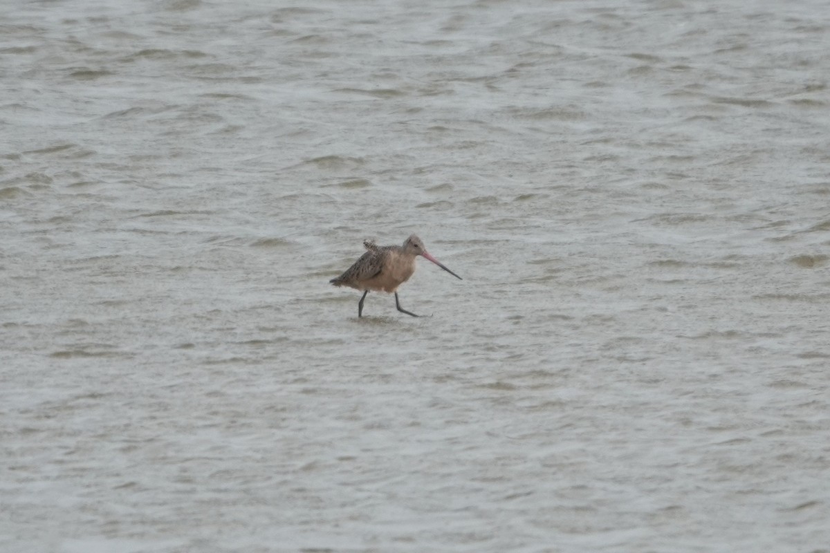 Marbled Godwit - ML646929255
