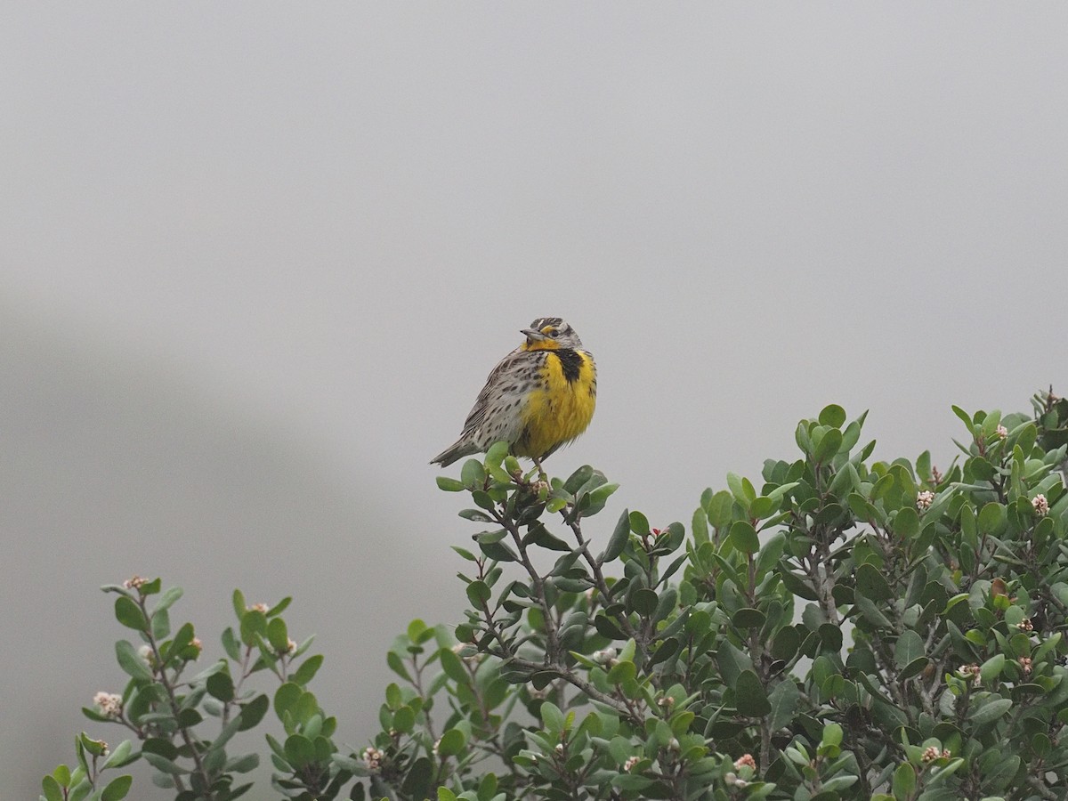 Western Meadowlark - ML646929256