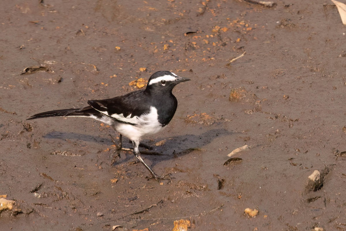 White-browed Wagtail - ML646929257