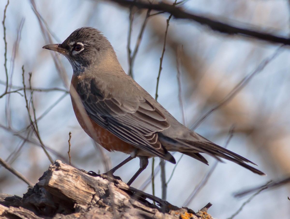 American Robin - ML646929260