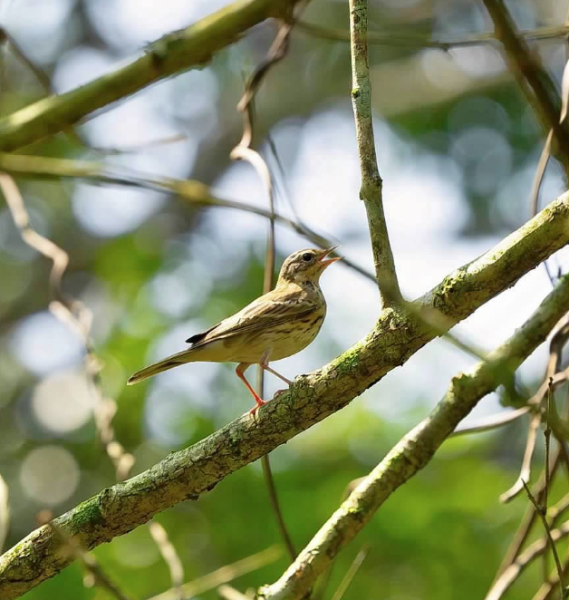 ヒメマミジロタヒバリ - ML646929261