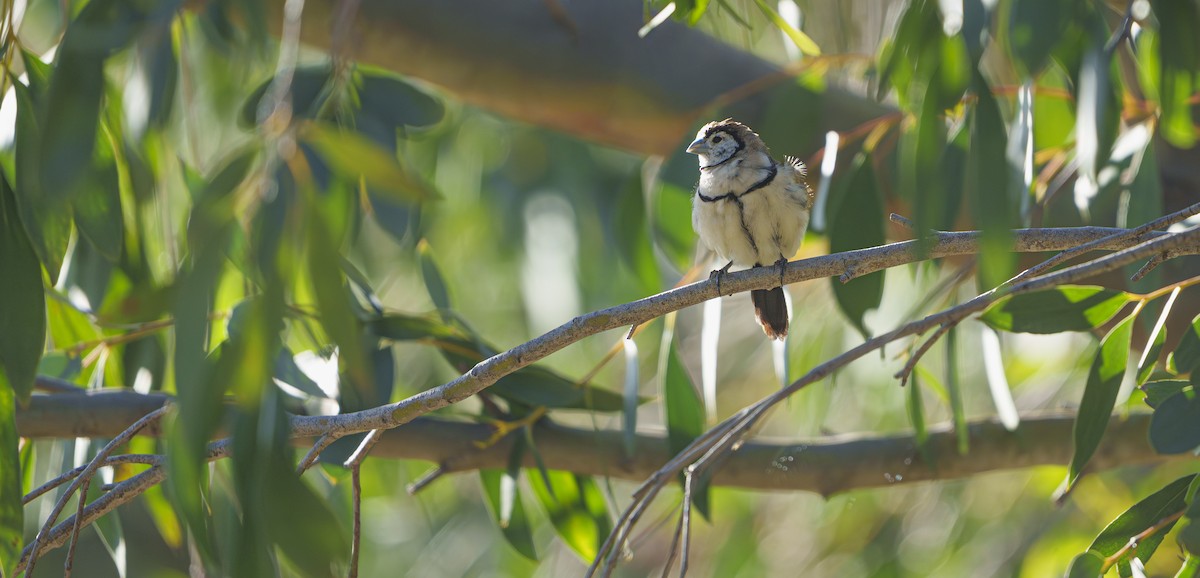 Baykuş İspinozu - ML646929263
