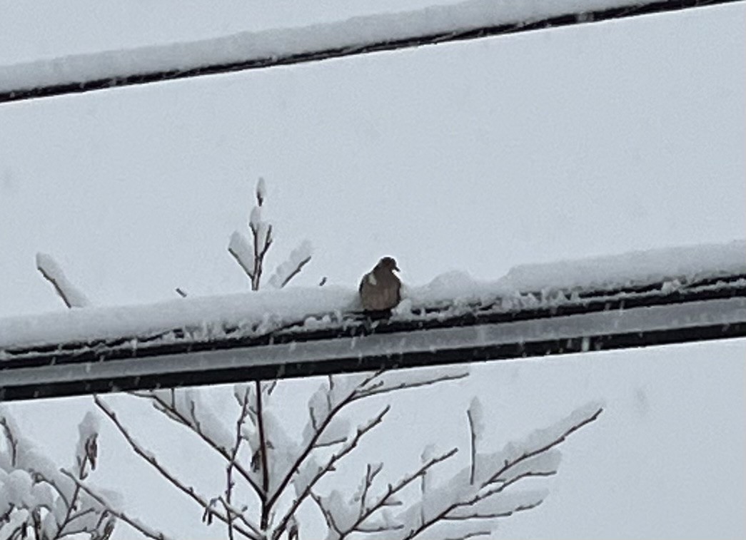 Mourning Dove - ML646929264