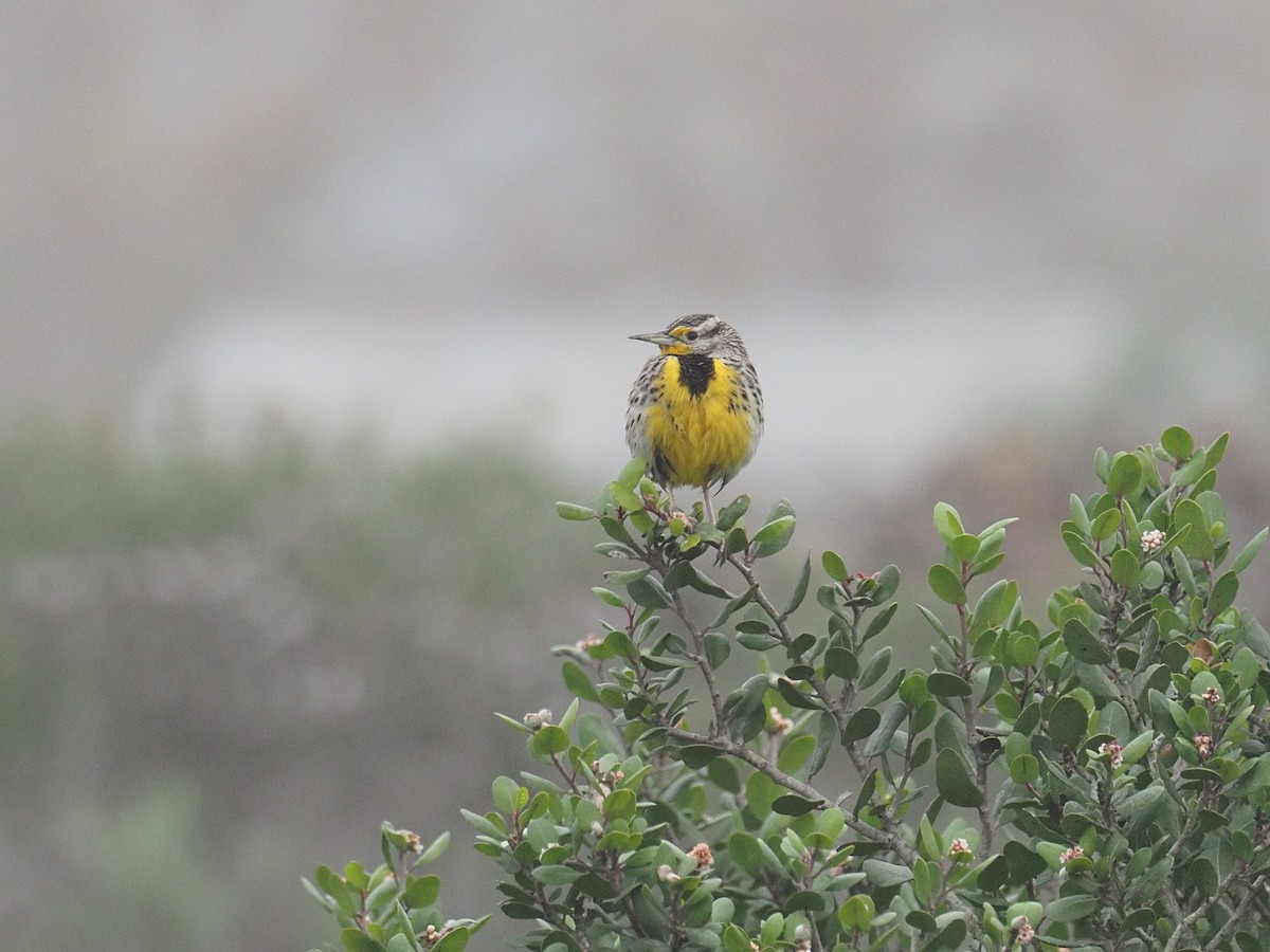Western Meadowlark - ML646929265