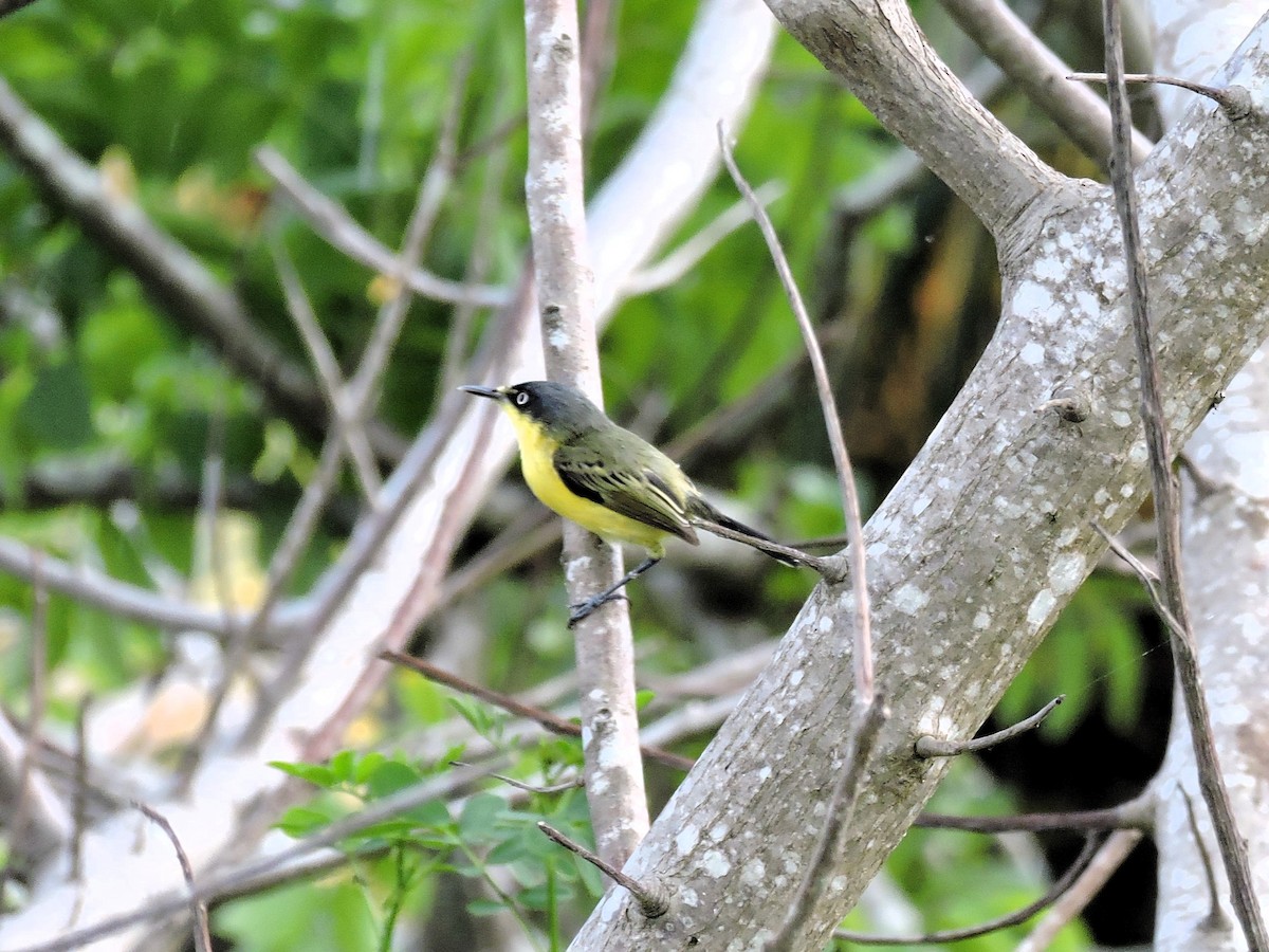 Желтобрюхий тоди-мухолов - ML646929266