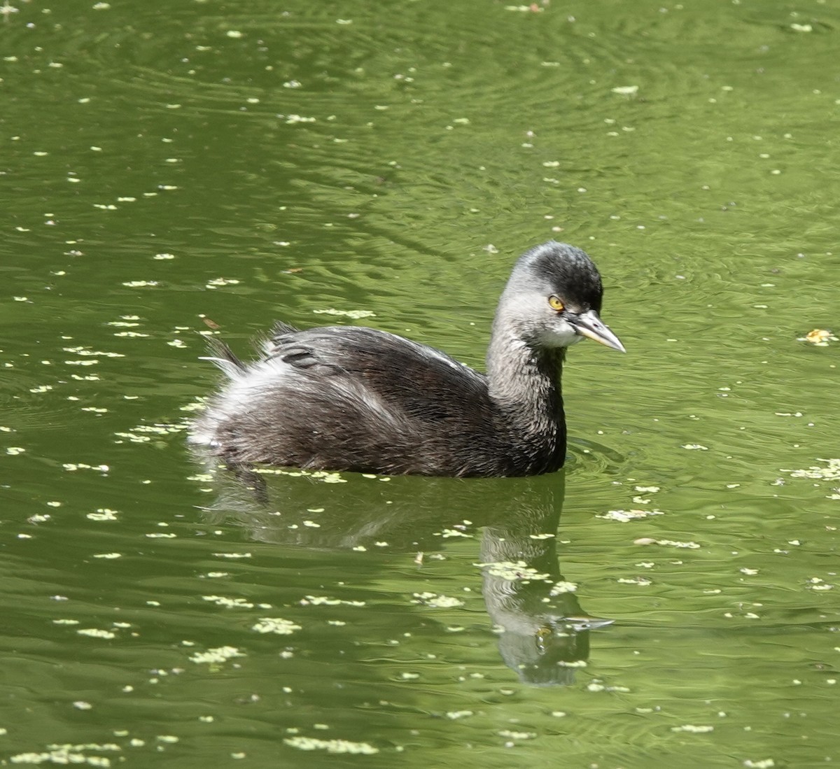 Schwarzkopf-Zwergtaucher - ML646929267