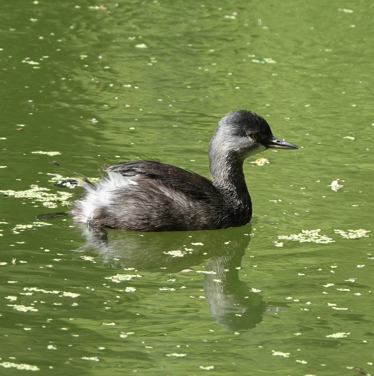 Schwarzkopf-Zwergtaucher - ML646929268