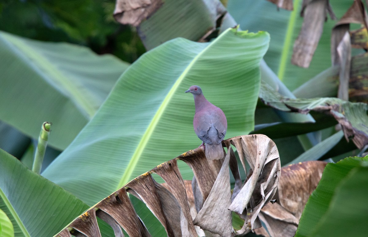 Paloma Colorada - ML646929270