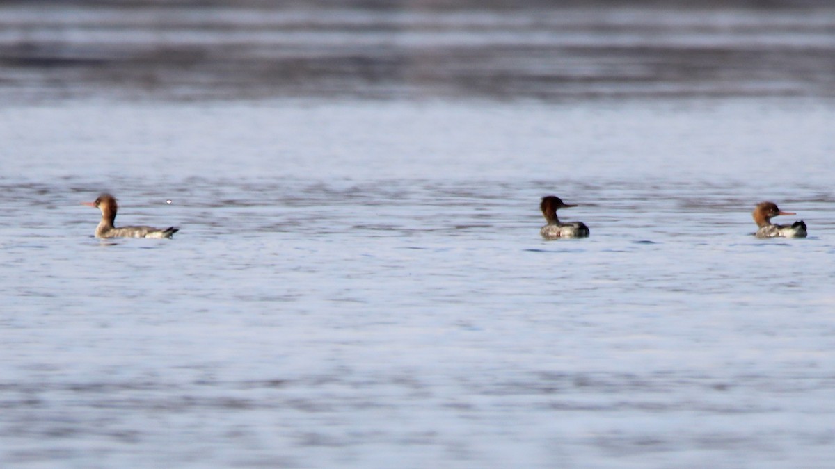 ウミアイサ - ML646929272