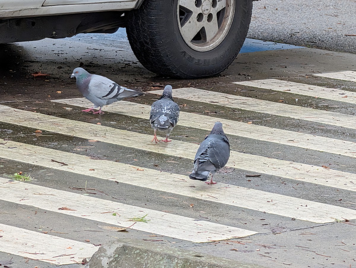 Rock Pigeon (Feral Pigeon) - ML646929273