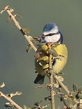 Eurasian Blue Tit - ML646929277