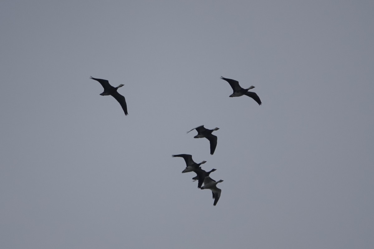 Snow Goose - ML646929281