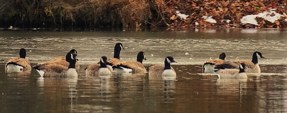 Zwergkanadagans - ML646929283