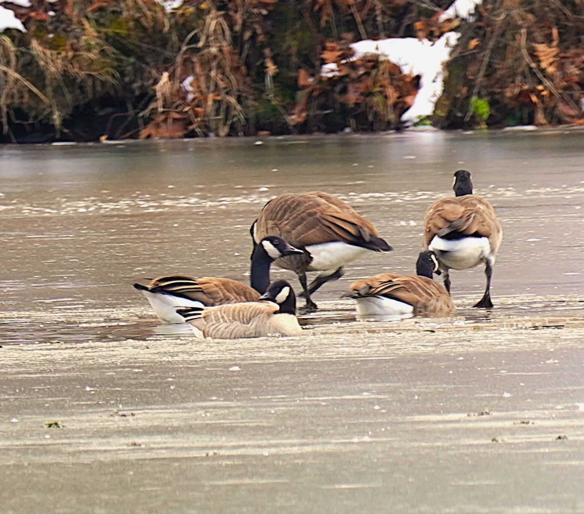 Zwergkanadagans - ML646929284