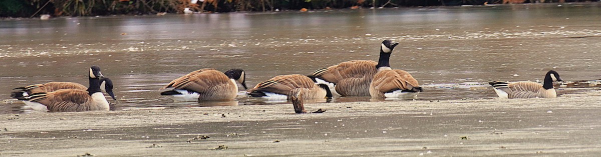 Zwergkanadagans - ML646929285