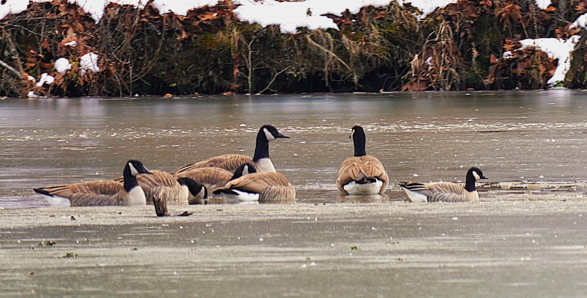 Zwergkanadagans - ML646929286