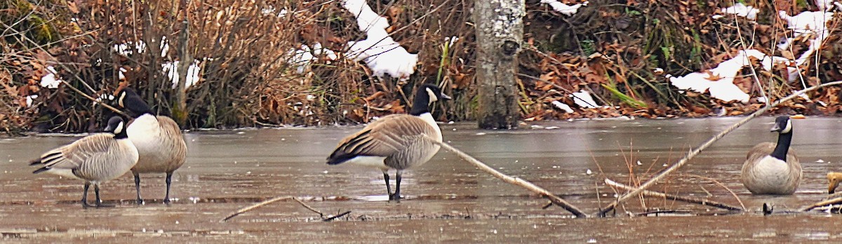 Zwergkanadagans - ML646929287