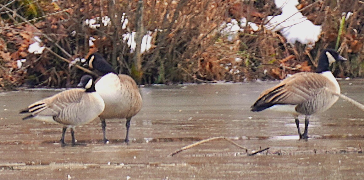 Zwergkanadagans - ML646929288