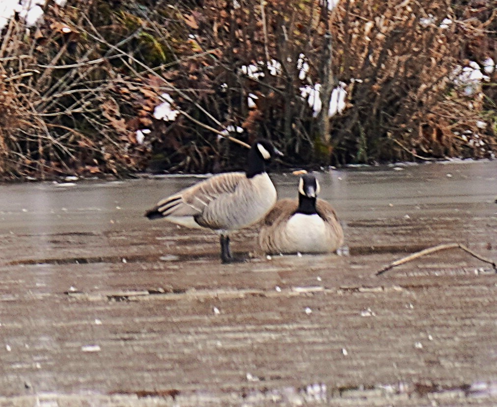 Zwergkanadagans - ML646929289