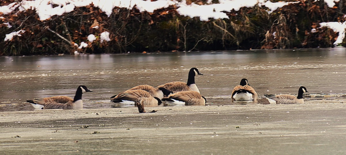 Zwergkanadagans - ML646929291