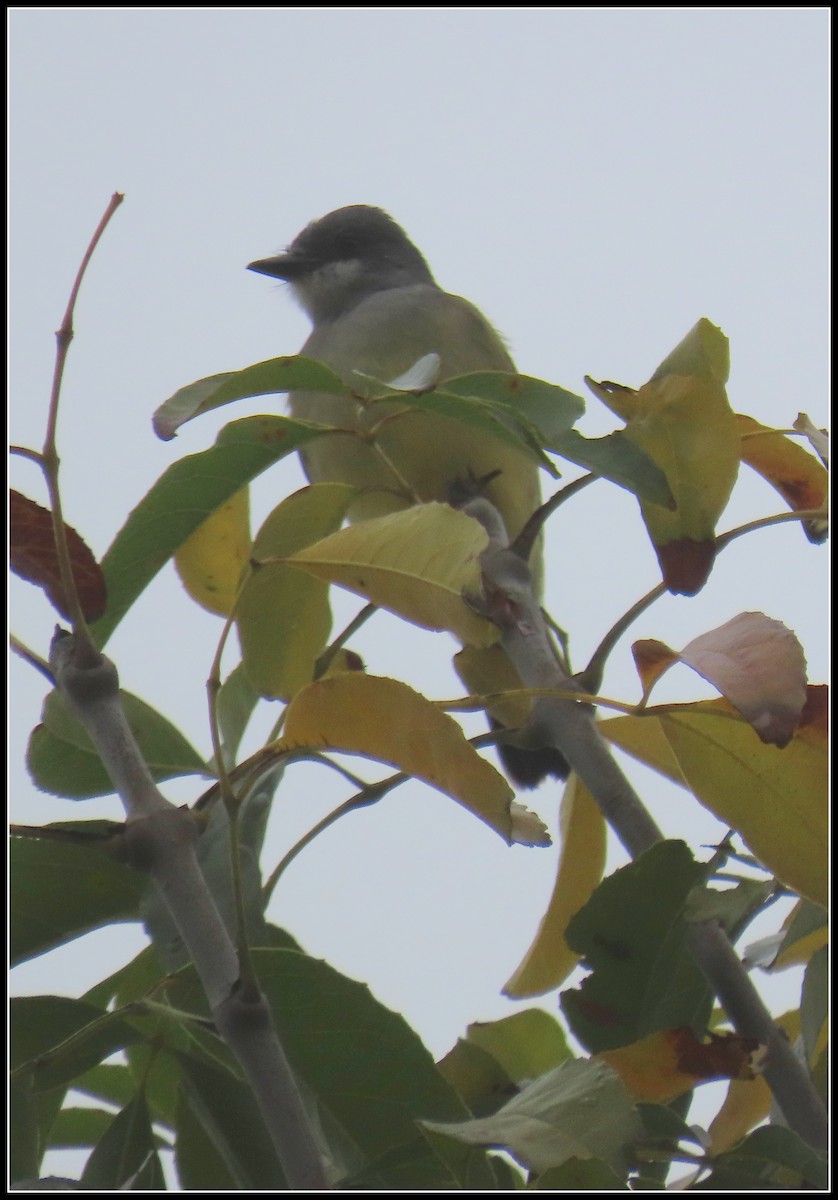 Тиран-крикун - ML646929292