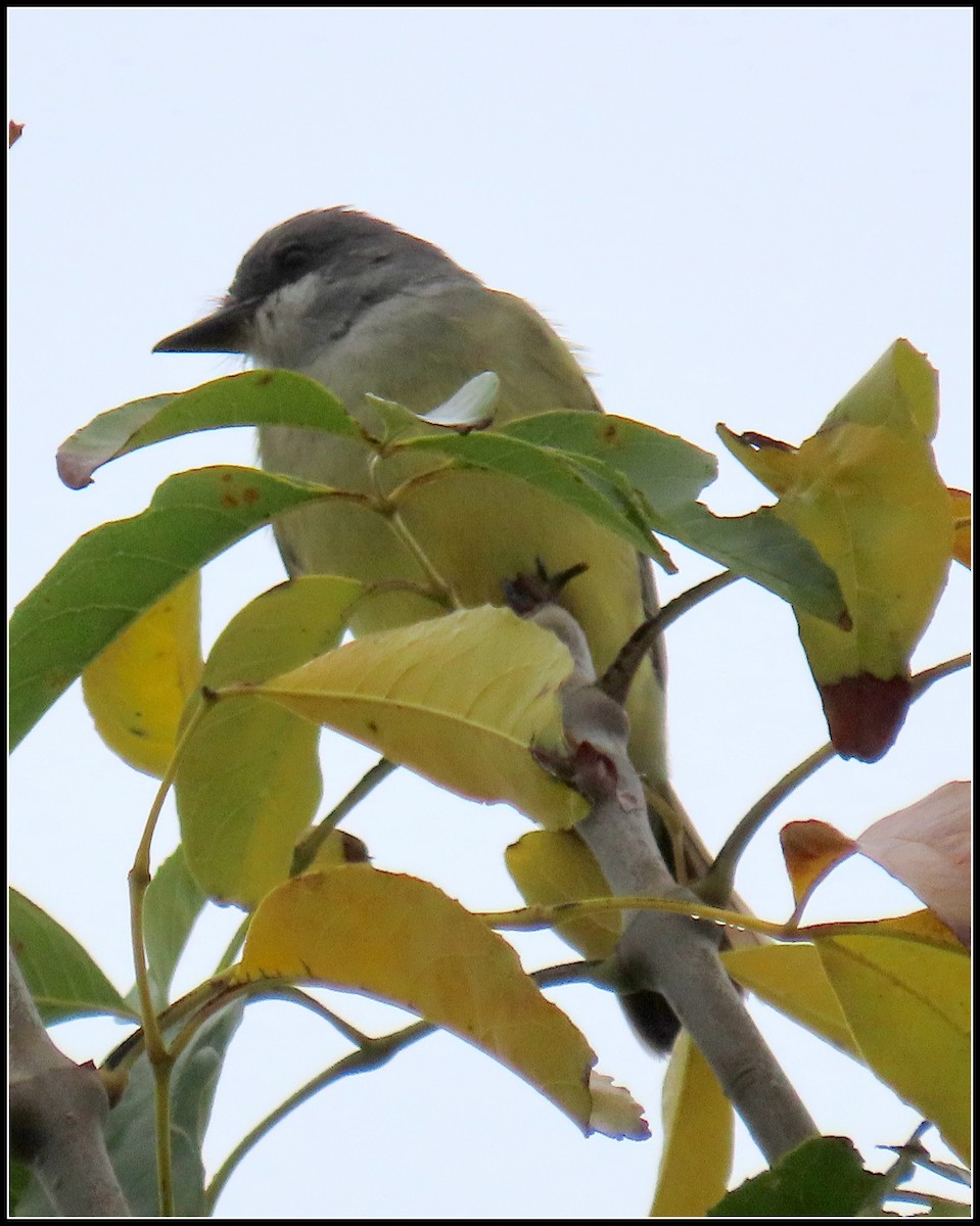 Тиран-крикун - ML646929293