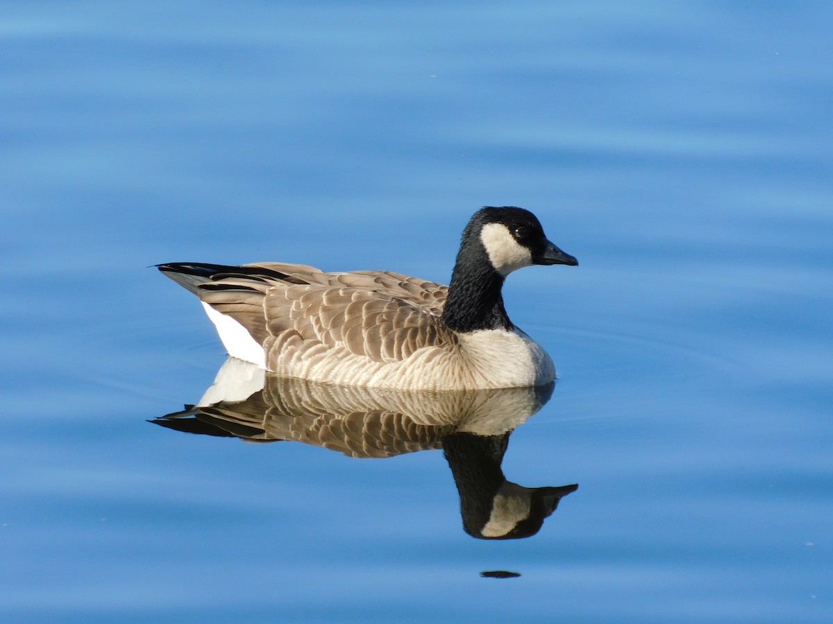 小加拿大雁 - ML646929300