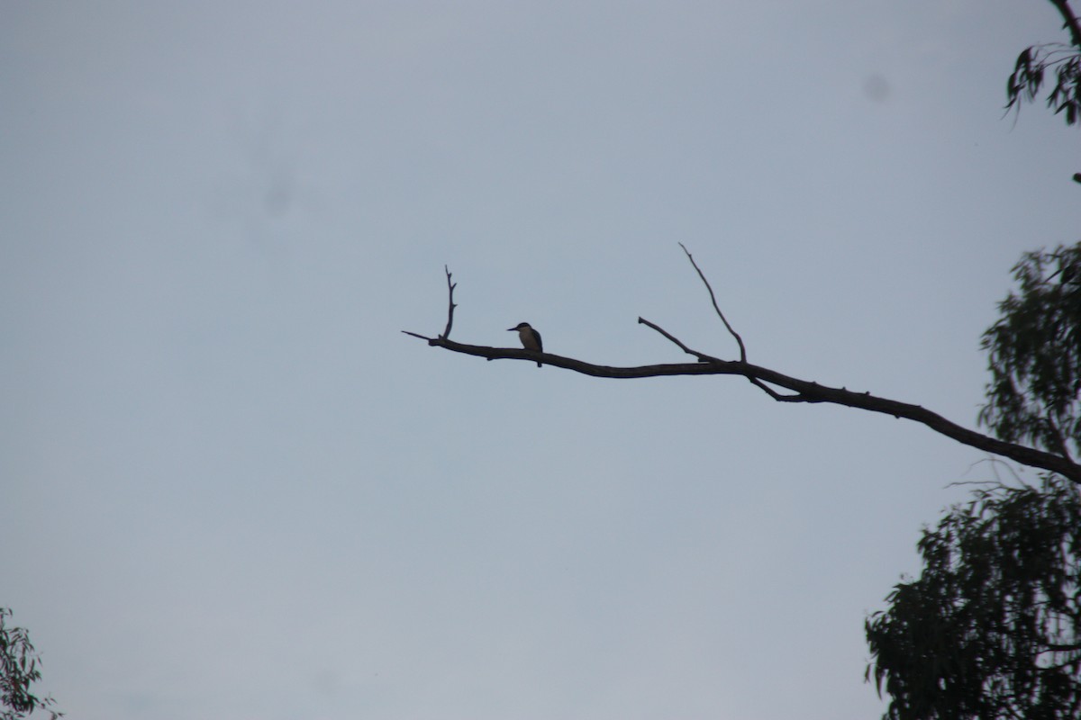 Sacred Kingfisher - ML646929303