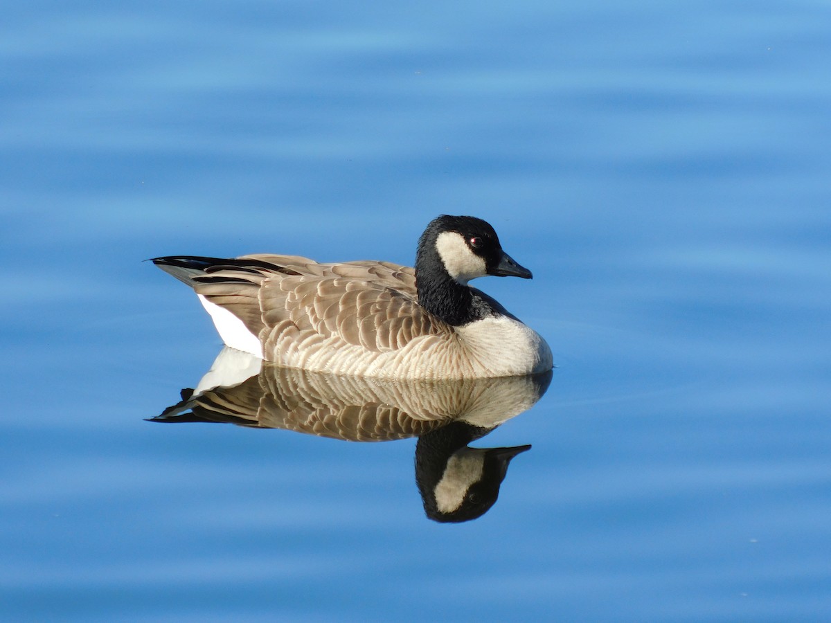 小加拿大雁 - ML646929308