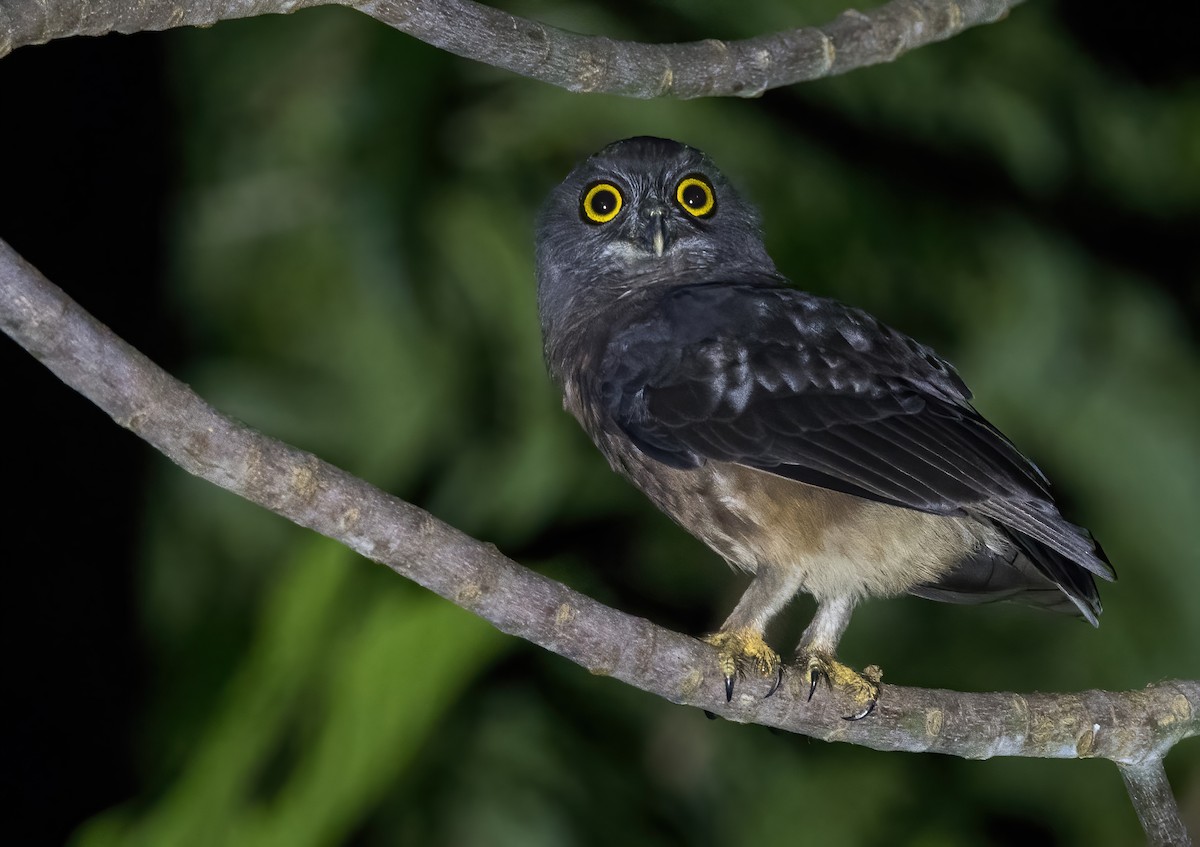 Papuan Boobook - ML646929311