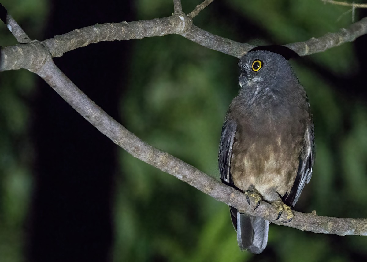 Papuan Boobook - ML646929312