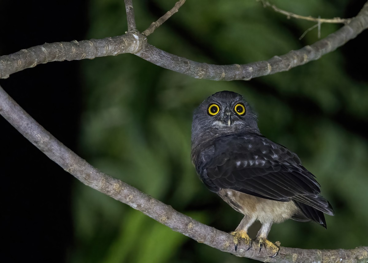 Papuan Boobook - ML646929313