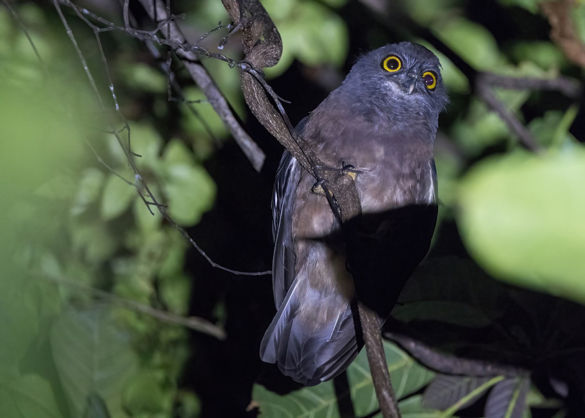 Papuan Boobook - ML646929314