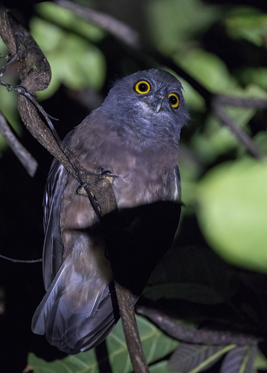 Papuan Boobook - ML646929315