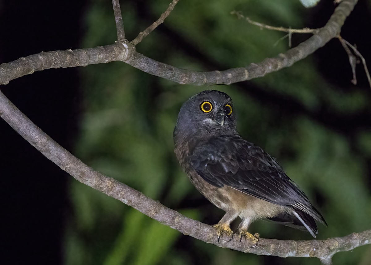 Papuan Boobook - ML646929316