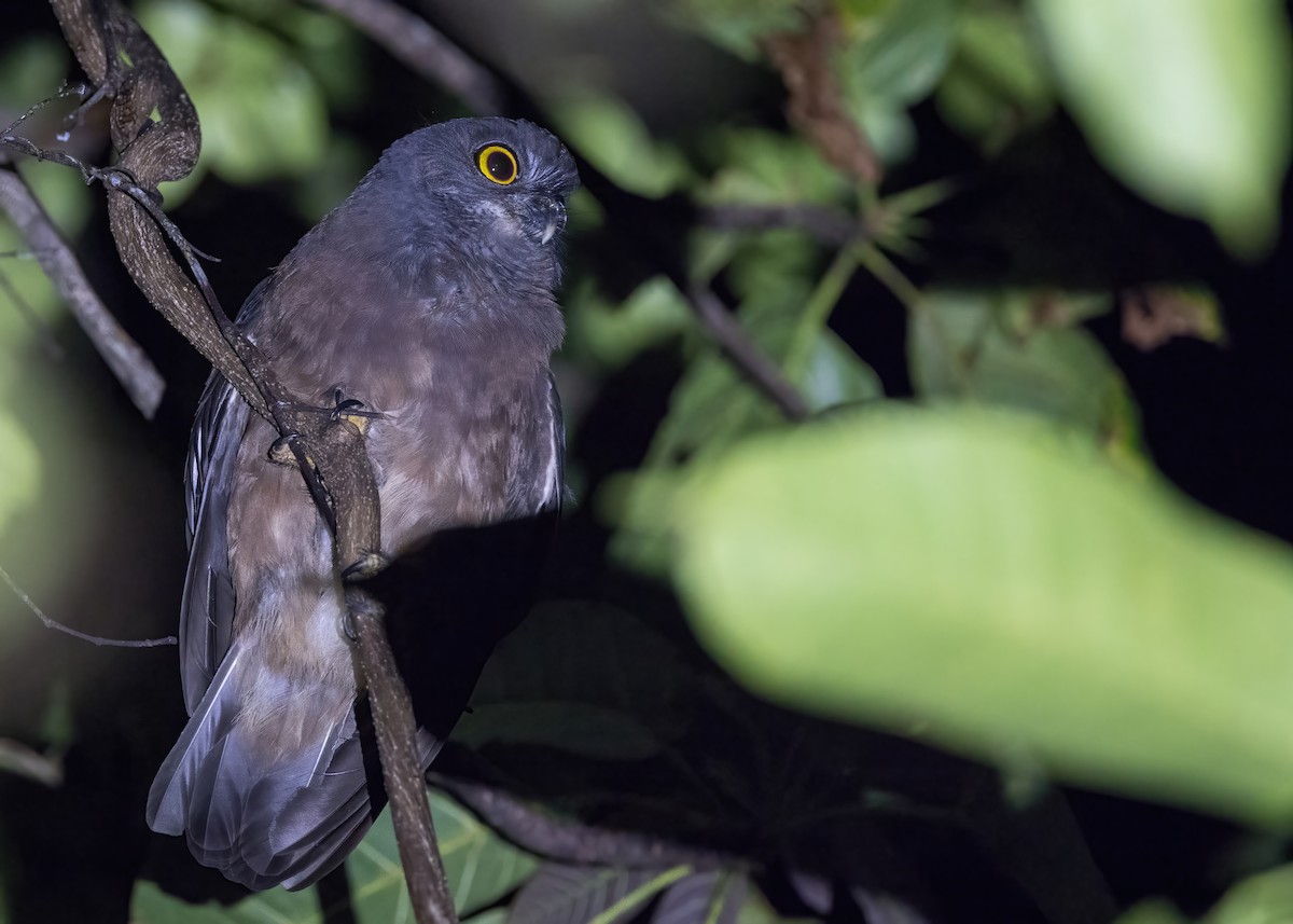 Papuan Boobook - ML646929317