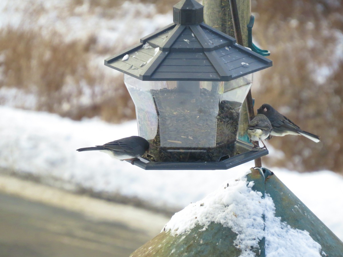 יונקו כהה-עין - ML646929318