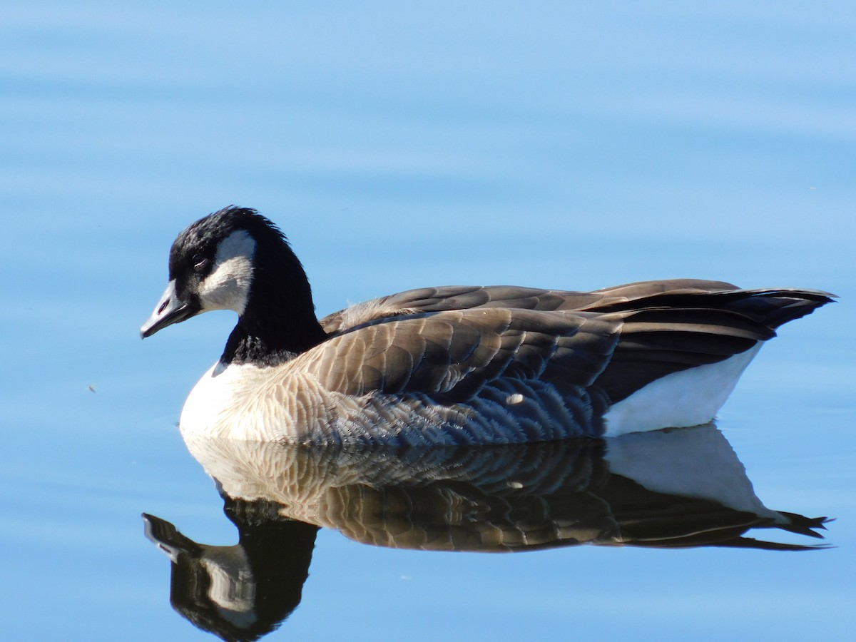 小加拿大雁 - ML646929319