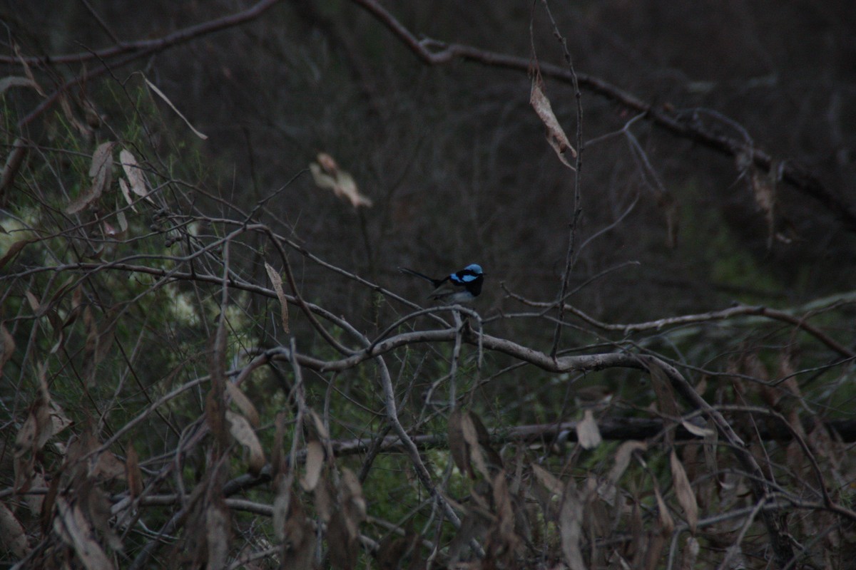 Superb Fairywren - ML646929323