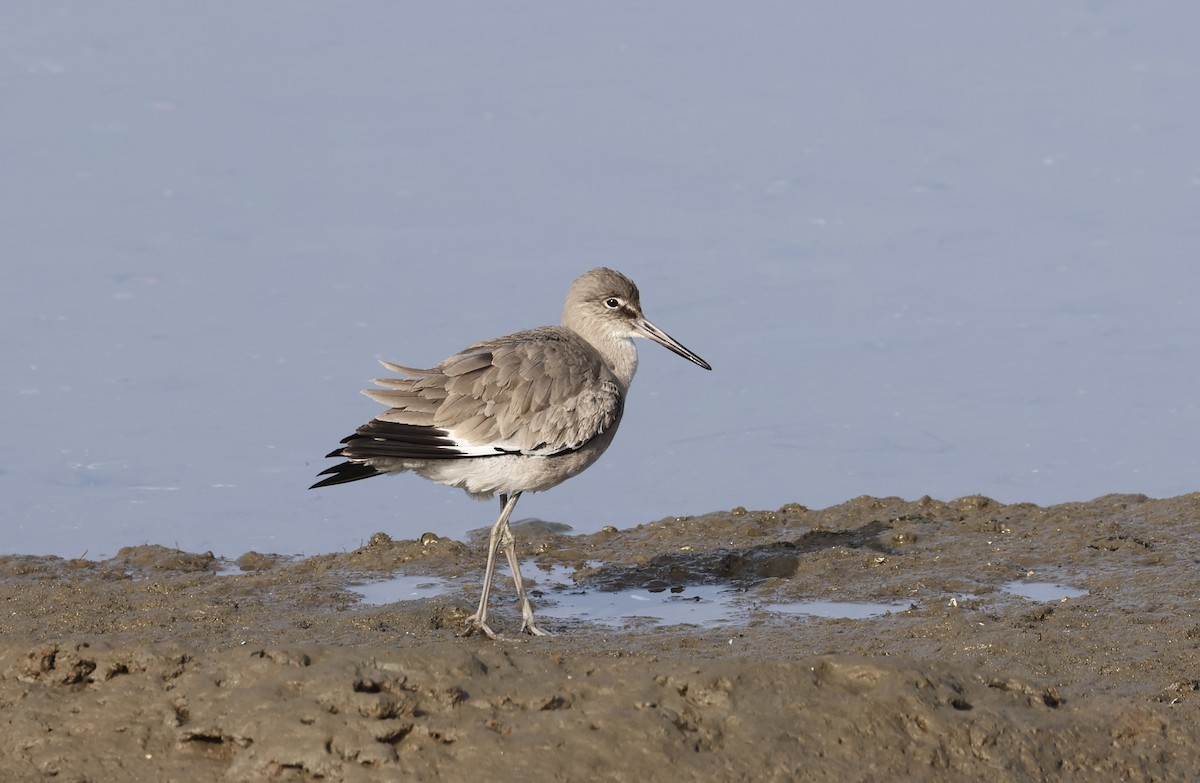 Boz Düdükçün (inornata) - ML646929326