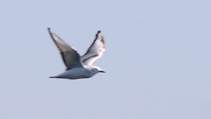 Bonaparte's Gull - ML646929334