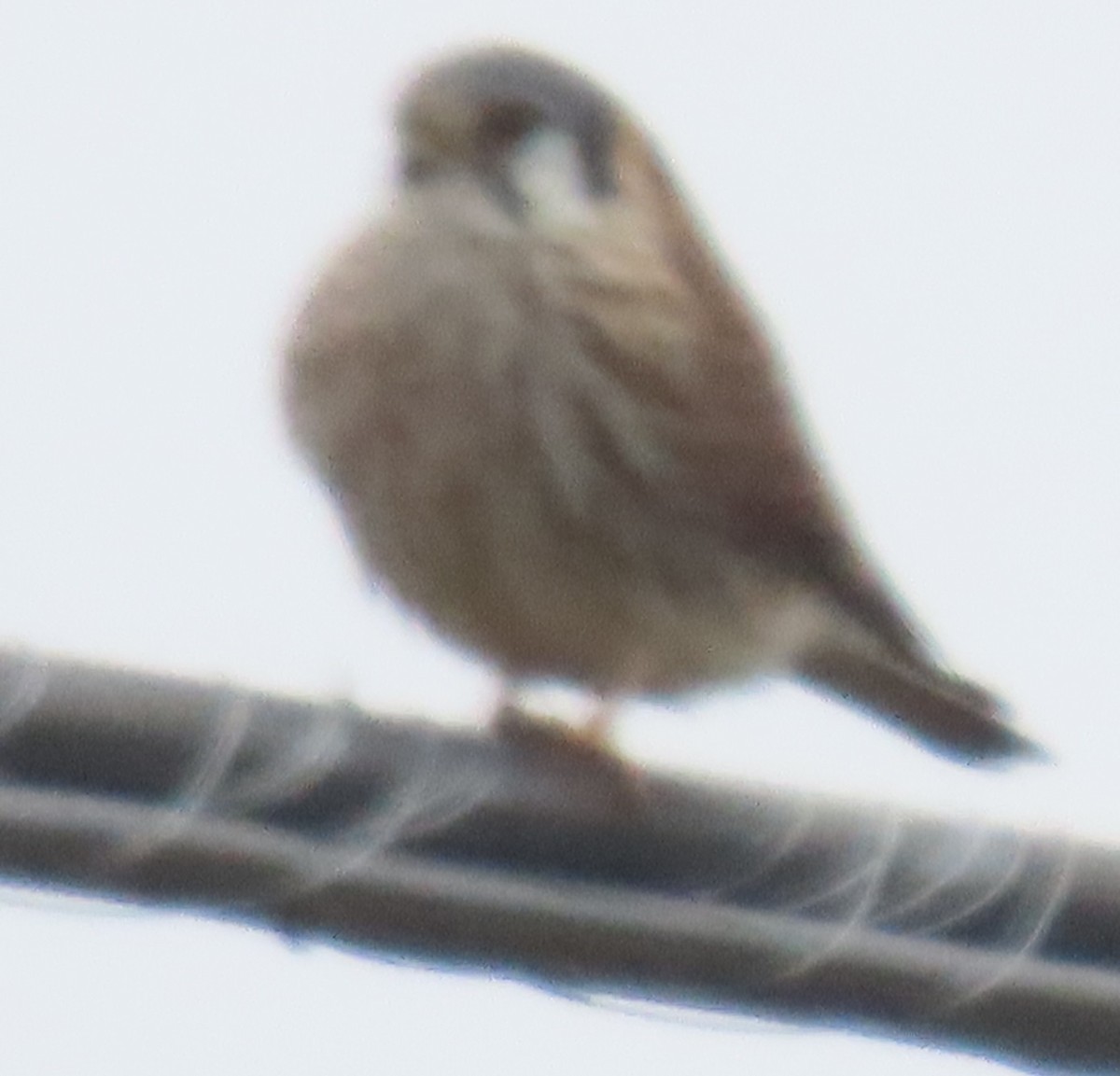American Kestrel - ML646929338