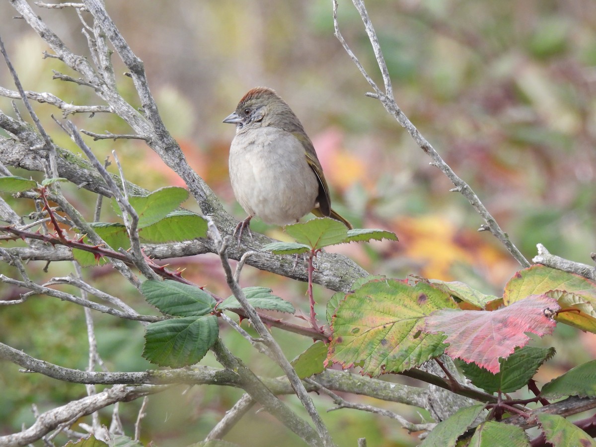 ミドリトウヒチョウ - ML646929344