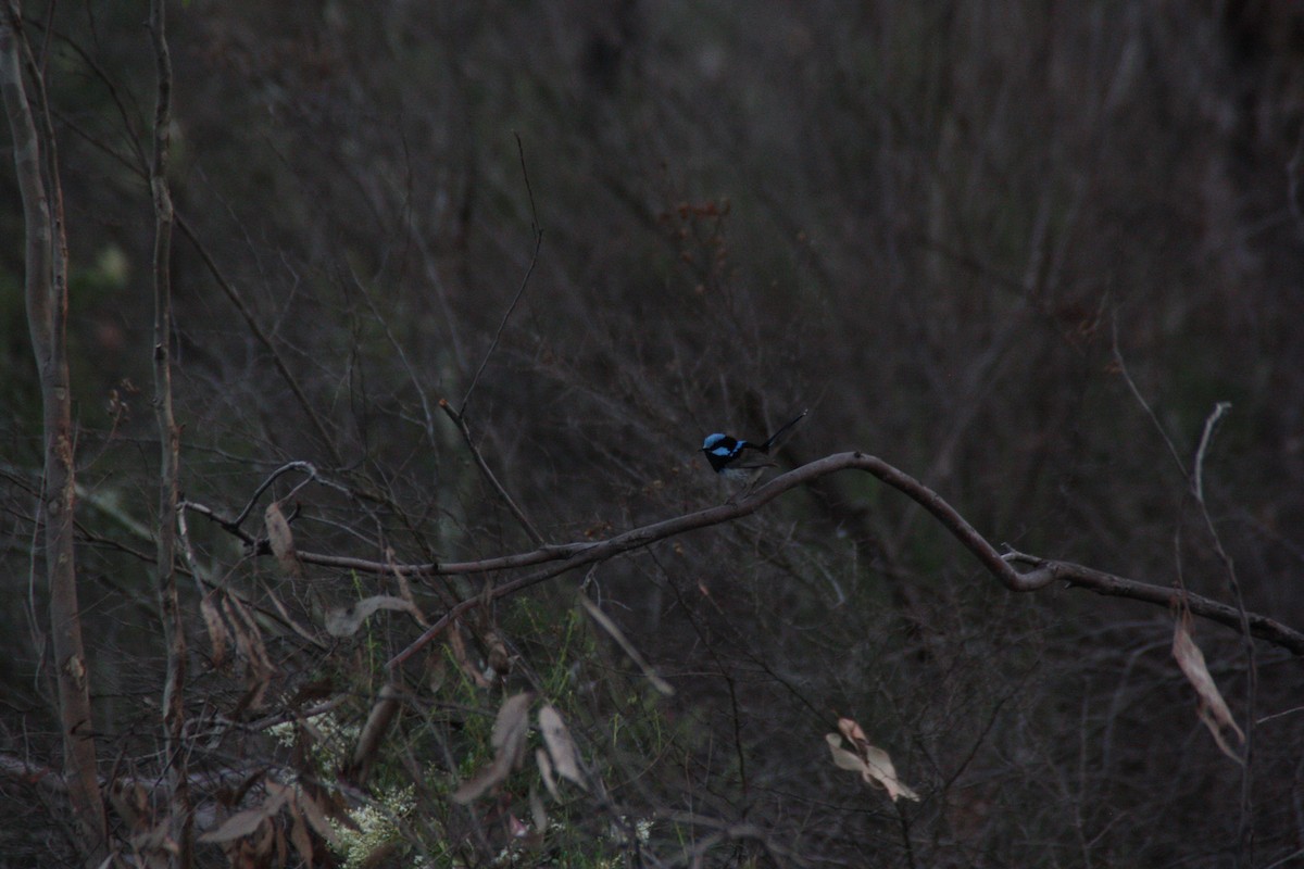 Superb Fairywren - ML646929345