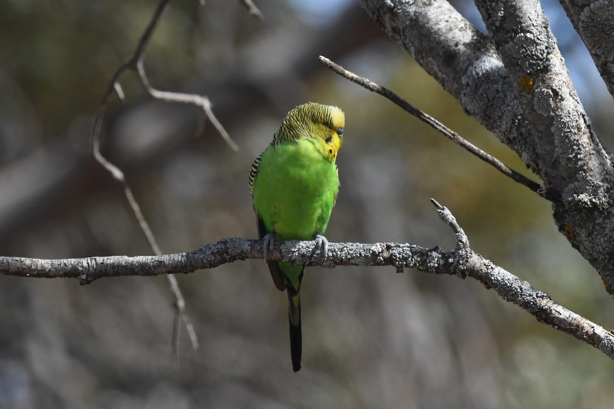 תוכון - ML646929354